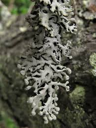 Attēlu rezultāti vaicājumam “Hypogymnia physodes”