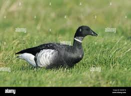 Attēlu rezultāti vaicājumam “Branta bernicla”