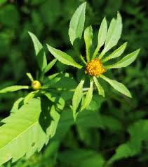 Attēlu rezultāti vaicājumam “Bidens frondosa flower”