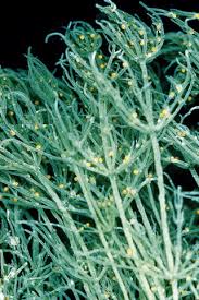 Attēlu rezultāti vaicājumam “Chara tomentosa”