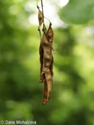 Attēlu rezultāti vaicājumam “Laburnum alpinum leaf”