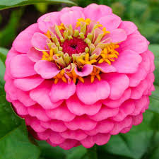 Image result for Zinnia elegans