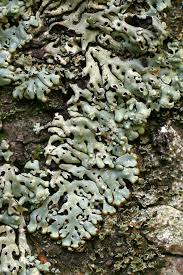 Attēlu rezultāti vaicājumam “Menegazzia terebrata”