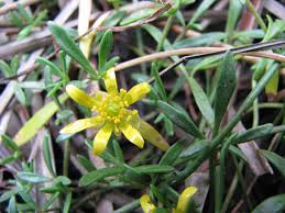 Attēlu rezultāti vaicājumam “Ranunculus elatior flower”