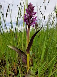 Attēlu rezultāti vaicājumam “Dactylorhiza cruenta”