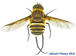 Attēlu rezultāti vaicājumam “Bombyliidae”