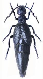 Attēlu rezultāti vaicājumam “Meloe sp.”