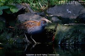 Image result for Porzana pusilla