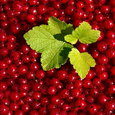 Bildergebnis für rote johannisbeeren