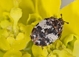 Attēlu rezultāti vaicājumam “Anthrenus sp.”