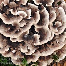 Attēlu rezultāti vaicājumam “Phellodon melaleucus”