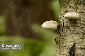 Attēlu rezultāti vaicājumam “Piptoporus betulinus”