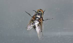 Attēlu rezultāti vaicājumam “Musca domestica”