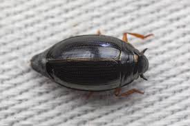 Attēlu rezultāti vaicājumam “Gyrinidae”