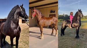 Image result for chestnut friesian