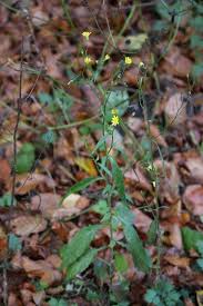 Attēlu rezultāti vaicājumam “Lapsana communis flower”