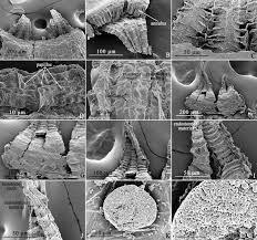 Attēlu rezultāti vaicājumam “Bryum neodamense”