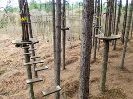 Image result for The Go Ape Experience (Delamere Forest)