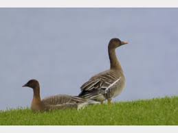 Attēlu rezultāti vaicājumam “Anser serrirostris”