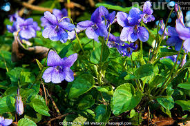 Attēlu rezultāti vaicājumam “Viola riviniana flower”