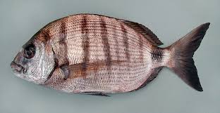 Image result for Diplodus cadenati