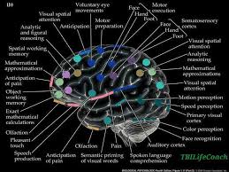 Image result for map of the brain