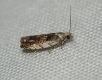 Attēlu rezultāti vaicājumam “Epinotia ramella”