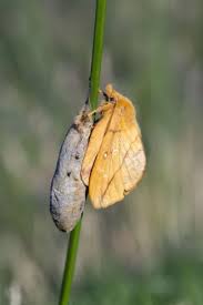 Attēlu rezultāti vaicājumam “Euthrix potatoria cocoon”