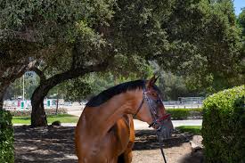 Image result for Fife Riding Club