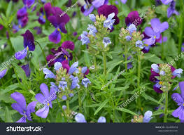 Attēlu rezultāti vaicājumam “Dracocephalum ruyschiana leaf”