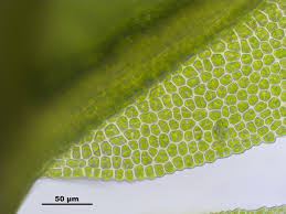 Attēlu rezultāti vaicājumam “Fissidens osmundoides”