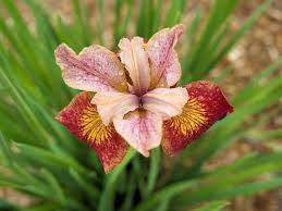 Attēlu rezultāti vaicājumam “Iris sibirica flower”