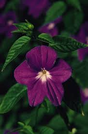 Image result for Browallia speciosa