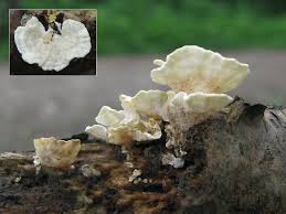 Attēlu rezultāti vaicājumam “Antrodiella faginea”