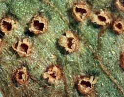 Attēlu rezultāti vaicājumam “Ochropsora ariae”