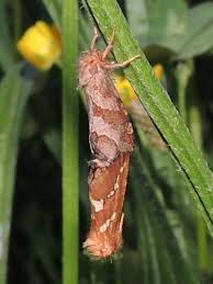 Attēlu rezultāti vaicājumam “Hepialus lupulinus”