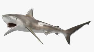 Image result for Carcharhinus albimarginatus