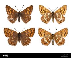 Attēlu rezultāti vaicājumam “Hamearis lucina”