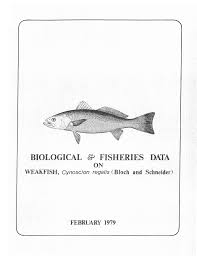 Image result for Cynoscion regalis