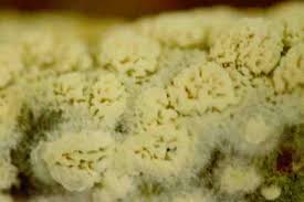 Attēlu rezultāti vaicājumam “Phlebia rufa”