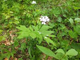 Attēlu rezultāti vaicājumam “Cardamine bulbifera”