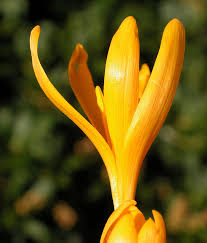 Attēlu rezultāti vaicājumam “Colchicum luteum flower”