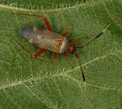Attēlu rezultāti vaicājumam “Closterotomus biclavatus imago”
