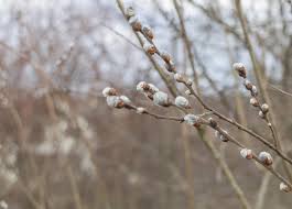 Attēlu rezultāti vaicājumam “Salix caprea bud”