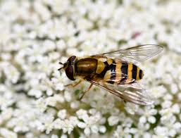Attēlu rezultāti vaicājumam “Syrphus sp.”