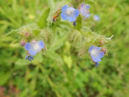 Attēlu rezultāti vaicājumam “Anchusa arvensis”