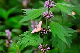 Attēlu rezultāti vaicājumam “Leonurus cardiaca flower”