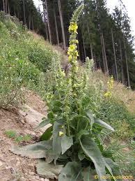 Attēlu rezultāti vaicājumam “Verbascum thapsus”
