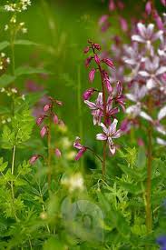 Image result for Diptam