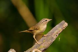 Image result for Phylloscopus schwarzi